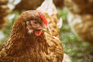 FJÄDERFÄ, HÖNS & KYCKLING